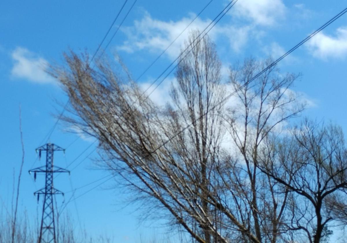La caída de un árbol provoca cortes de luz en varios municipios