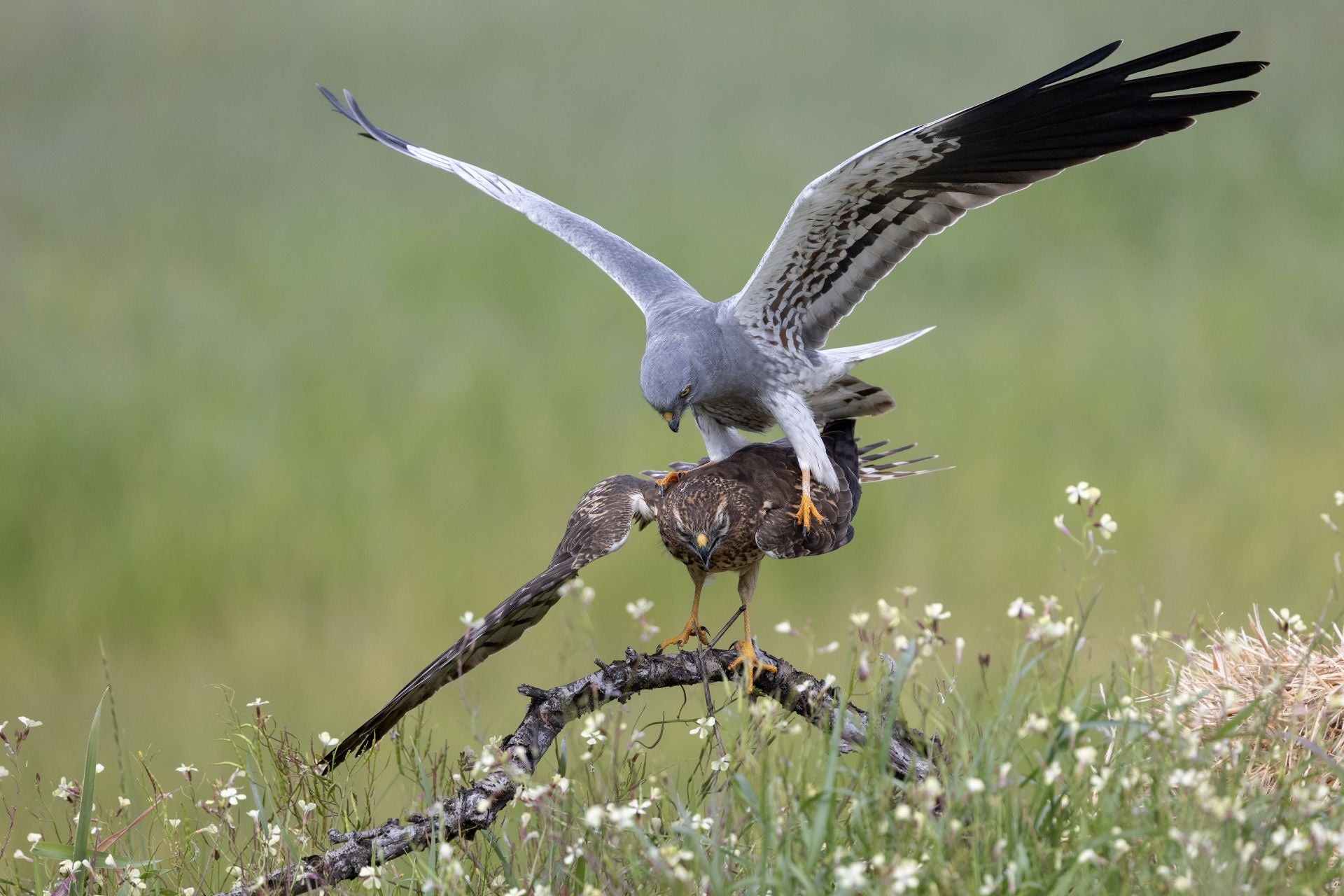 Segundo premio de Flora y Fauna