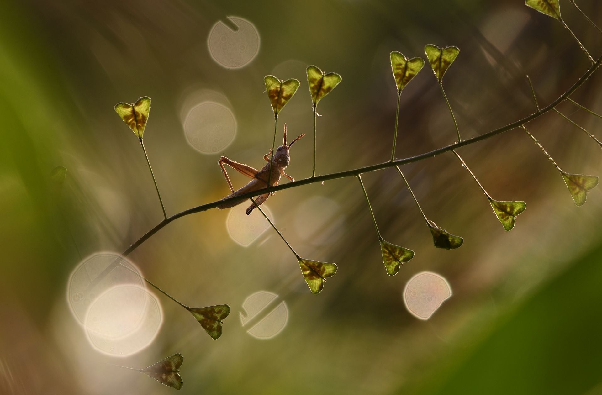 Segundo premio de Fotografía Creativa