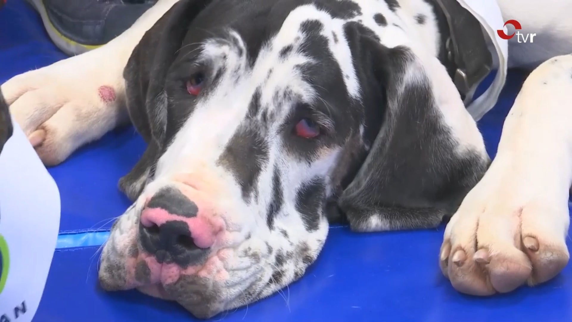 Buscar apoyo sin prejuicios y evitar reemplazar al animal ante su pérdida