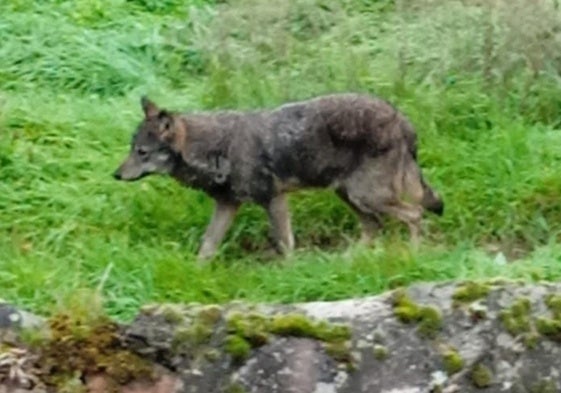 Un lobo en Viniegra de Abajo en diciembre de 2024.
