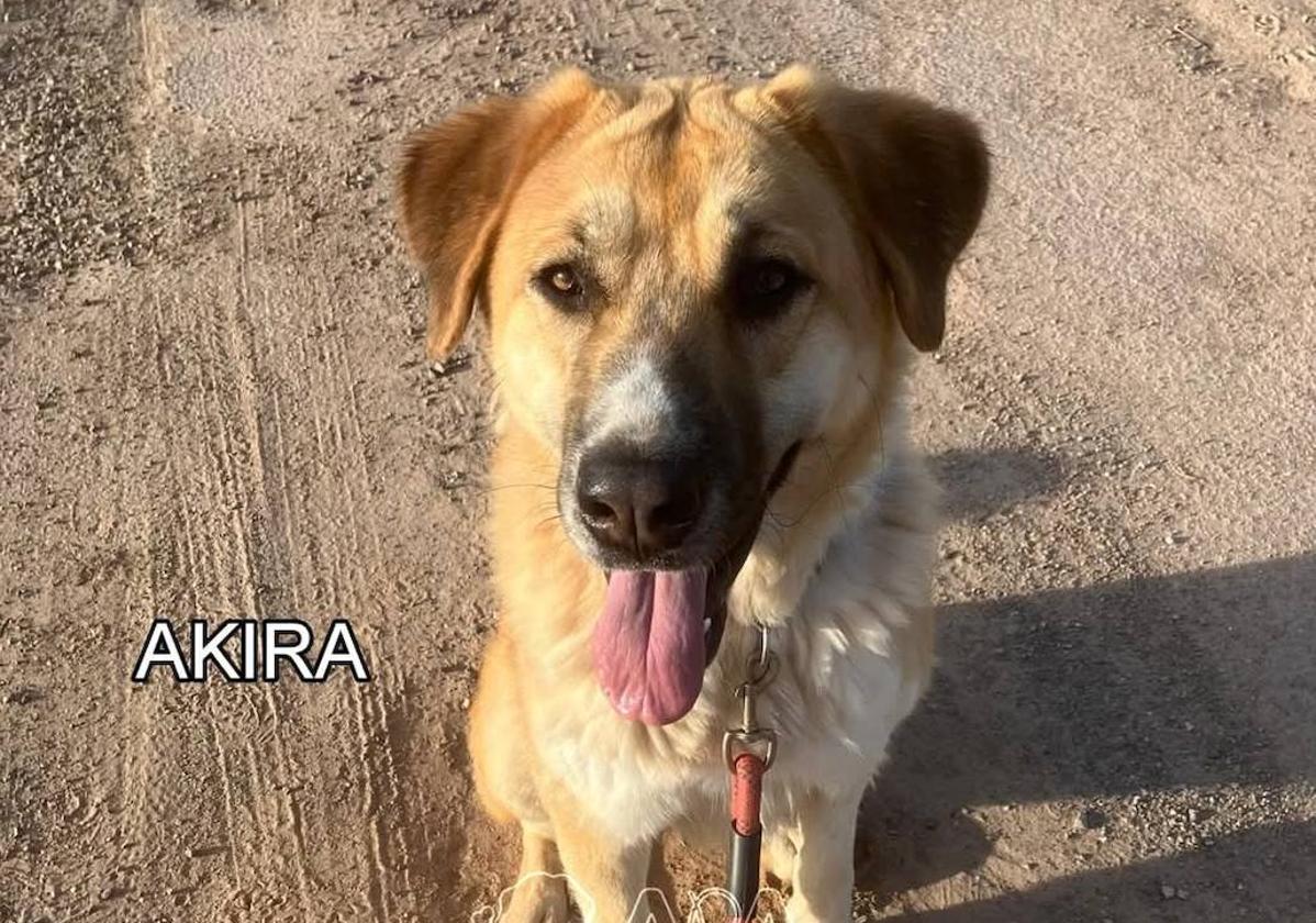 Akira, una perra de dos años sociable y cariñosa