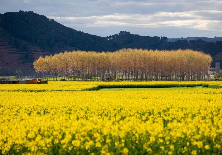 La colza tiñe de amarillo La Rioja