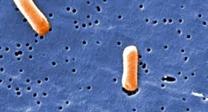 Salmonelosis