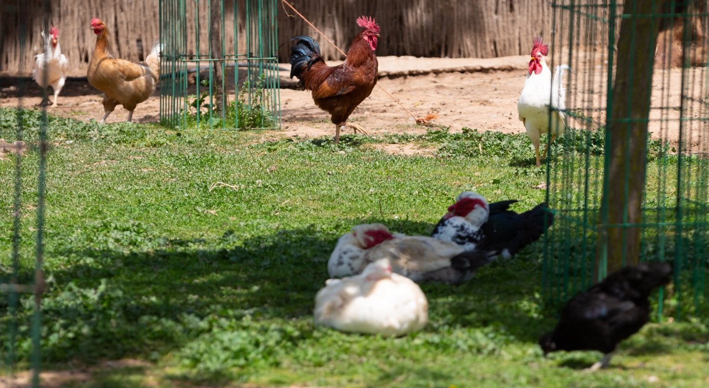 Gallinas con 'papeles', entre el control sanitario y el miedo a multas