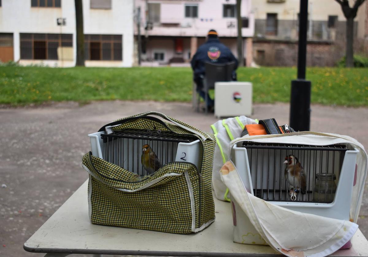 Las imágenes del concurso de canto de pájaros silvestres de Cervera