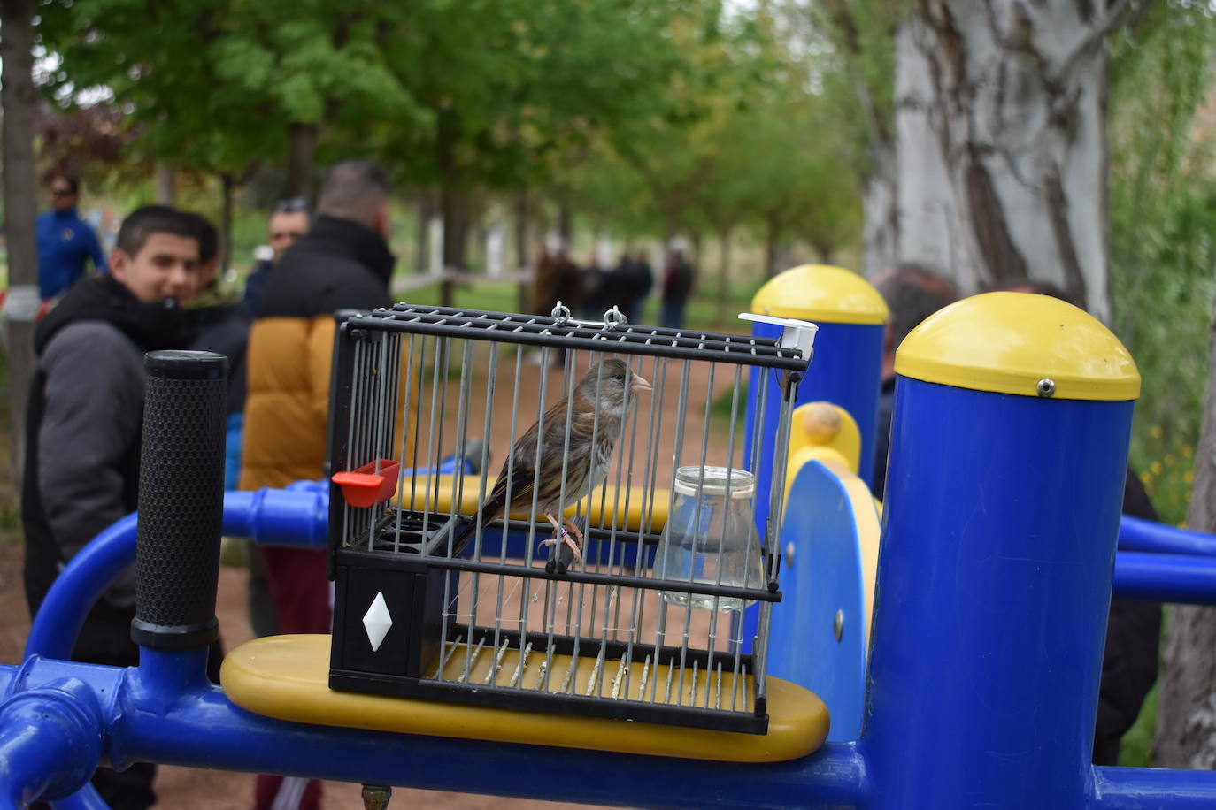 Las imágenes del concurso de canto de pájaros silvestres de Cervera