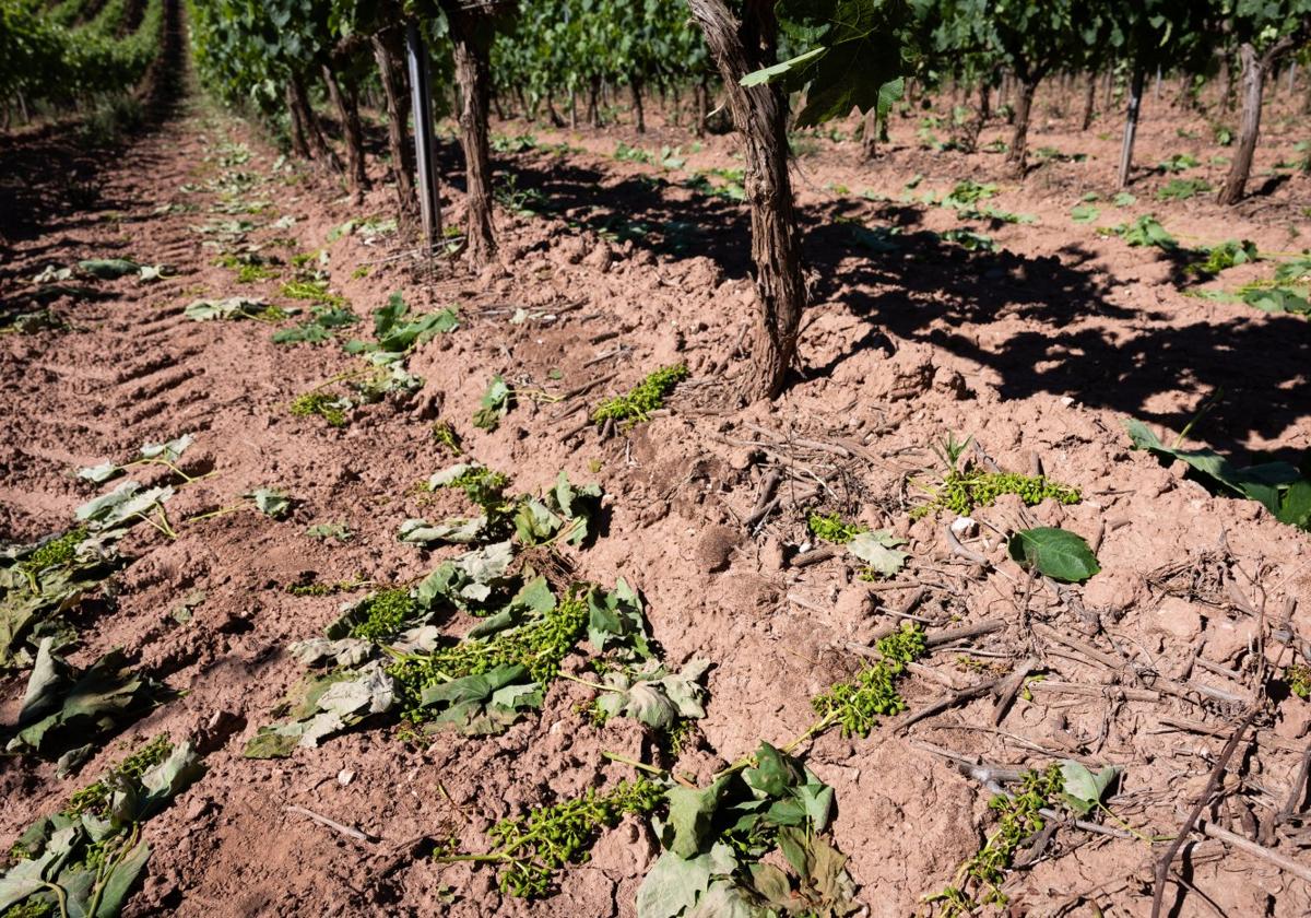 Racimos en el suelo de una parcela acogida a la cosecha en verde en 2024.