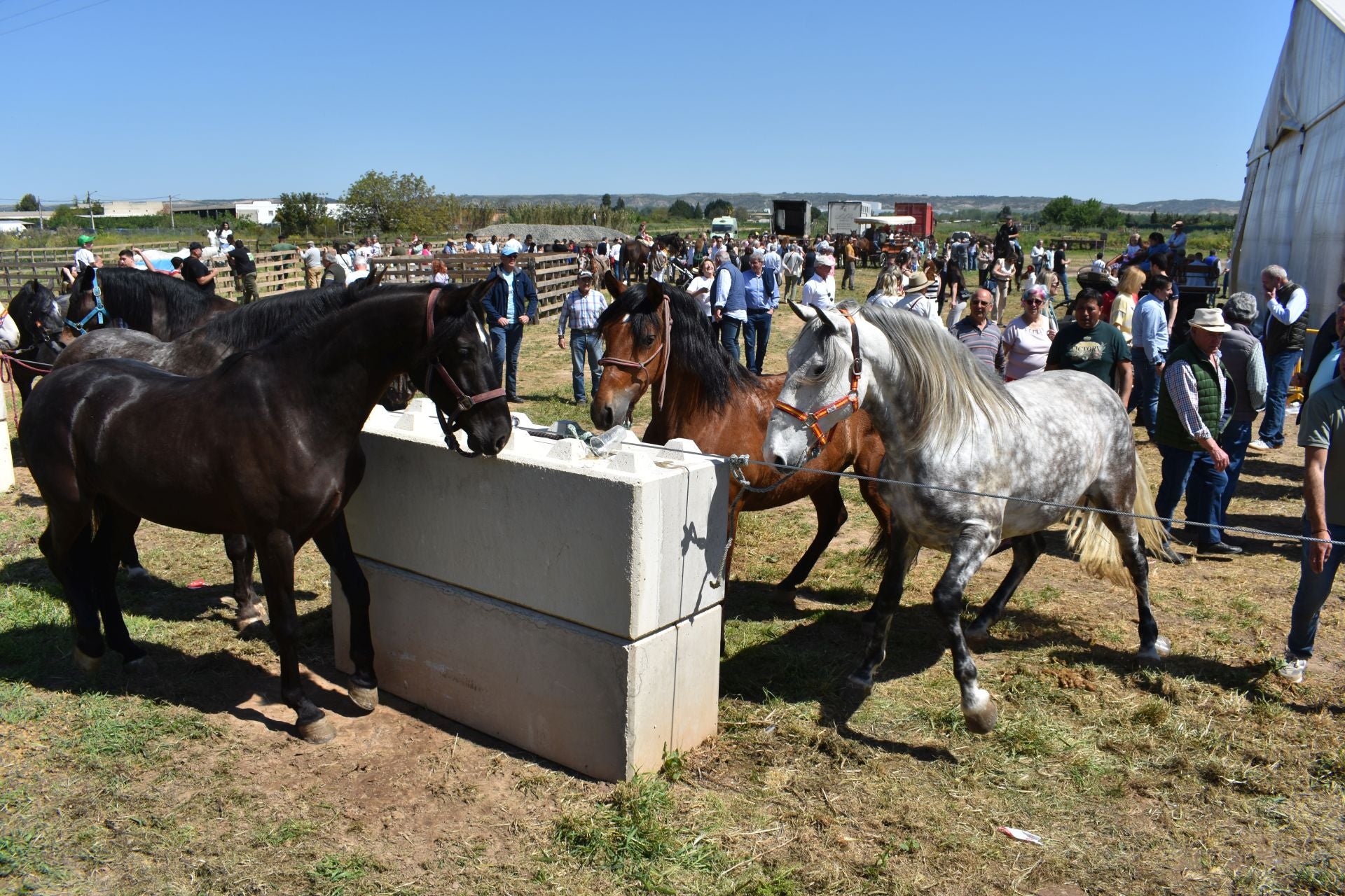 Los caballos protagonizan una mañana de ferias en Rincón de Soto