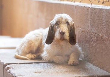 Esterilización, sacrificio... Descubre qué implica que no haya una normativa autonómica