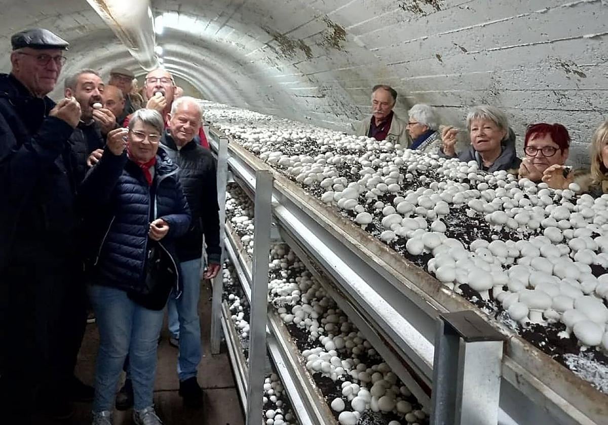 Visita a un cultivo de champiñón en Pradejón.