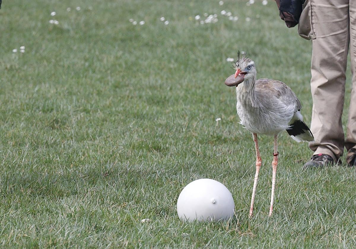 Luis Lezana, con el seriema Trasto en Tierra Rapaz.