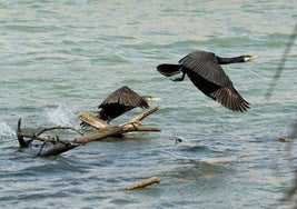 Una pareja de cormoranes alzan el vuelo en el río Ebro.