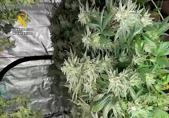 Dos detenidos por cultivar marihuana en la urbanización Moncalvillo Green de Sojuela