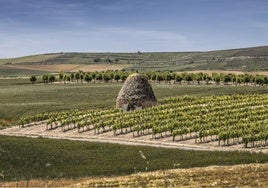 Un guardaviñas junto a un viñedo, en un campo riojano.
