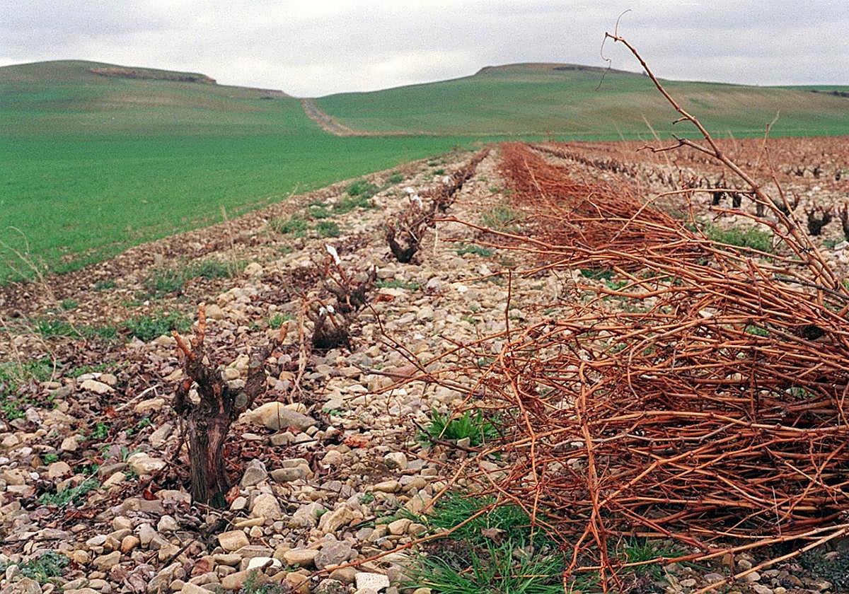 Sarmientos preparados para ser recogidos, después de haber sido retirados de cada cepa.