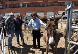 Los ganaderos hermanos Velasco, de Rincón de Olivedo, y Jonatan Romero, de Tauste, en el ferial de ganado equino de Rincón de Soto.