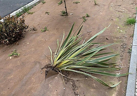 El Teléfono del Lector