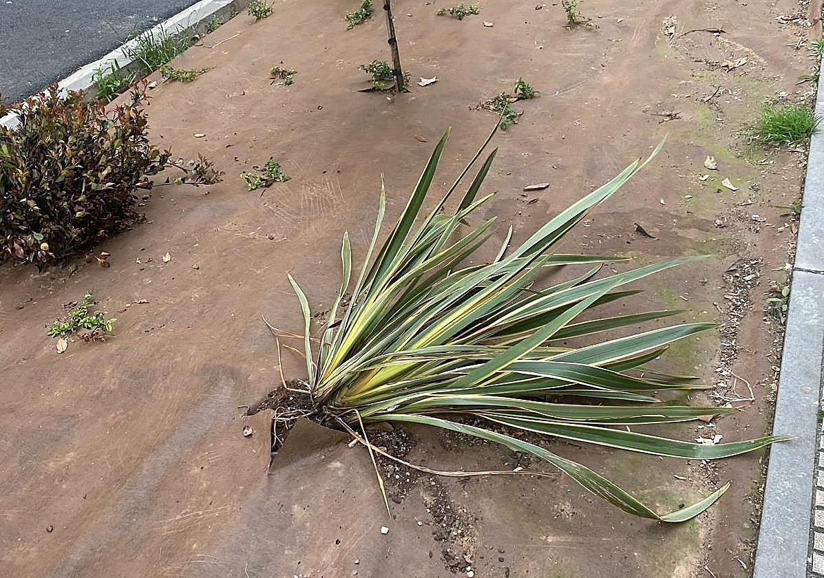 El Teléfono del Lector