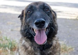 Mali, un pastor belga malinois que padece leishmaniosis y está en adopción por medio de la asociación Animales Rioja