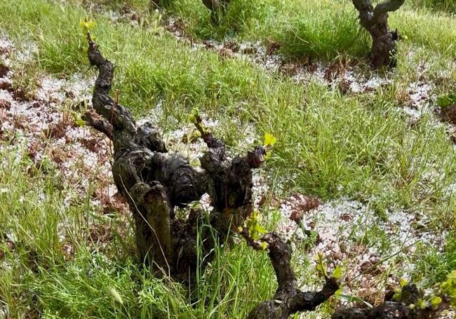 Daños en una viña de La Rioja Baja.