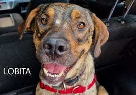 Lobita.