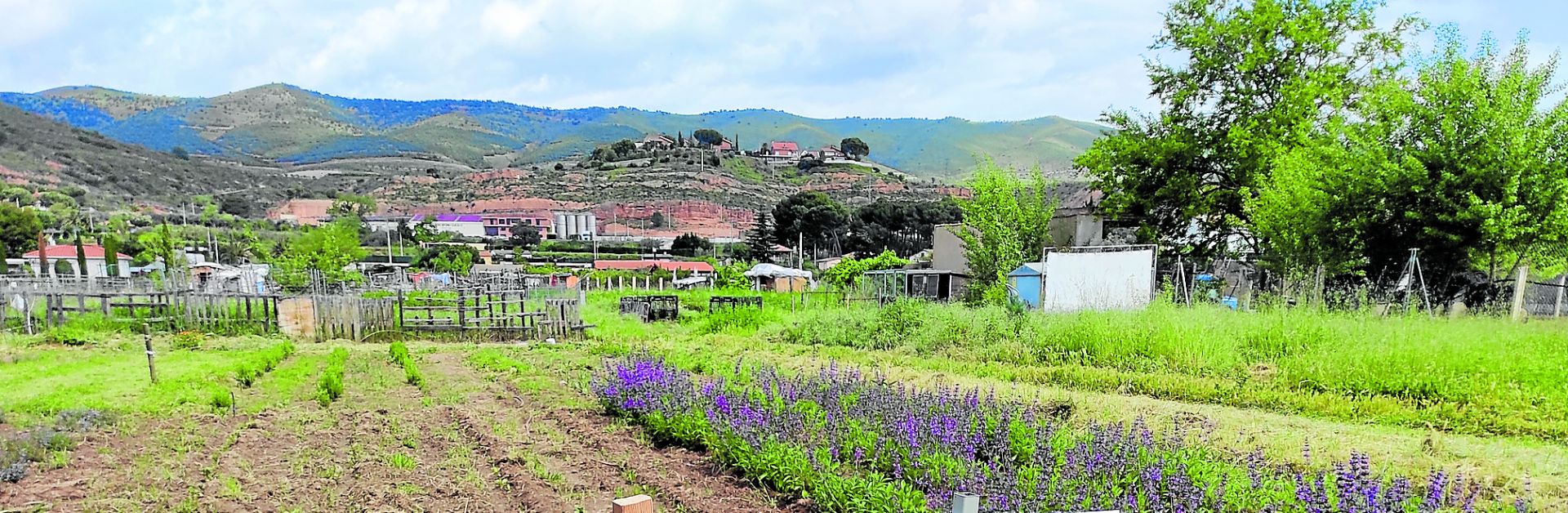 Los terrenos de los huertos sociales que promueve Cáritas desde hace ocho años han reservado una parcela para el cultivo de las plantas medicinales y aromáticas.