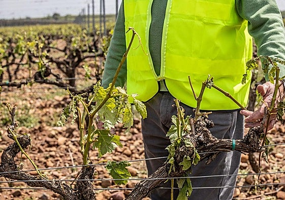 Una de las viñas afectadas por la granizada del martes, con algunos de sus pámpanos partidos.