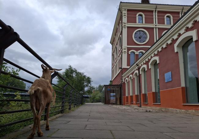 La cabra, junto a la Casa de las Ciencias de Logroño.