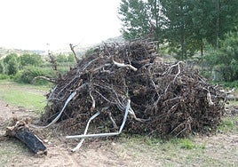 Imagen de archivo de árboles arrancados afectados por el fuego bacteriano, antes de su quema en La Rioja Baja.