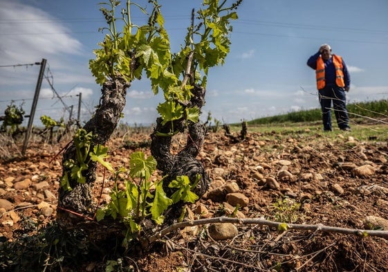 Un agricultor muestra in situ los daños provocados en buena parte del viñedo de La Rioja Baja.