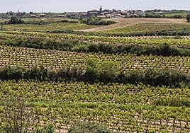 Panorámica de Sotés, donde se encuentra la empresa Buscaminas.