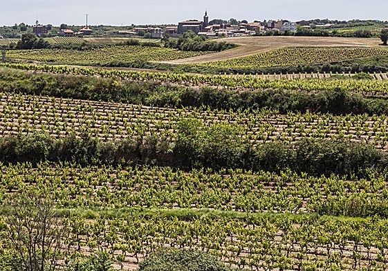 Panorámica de Sotés, donde se encuentra la empresa Buscaminas.