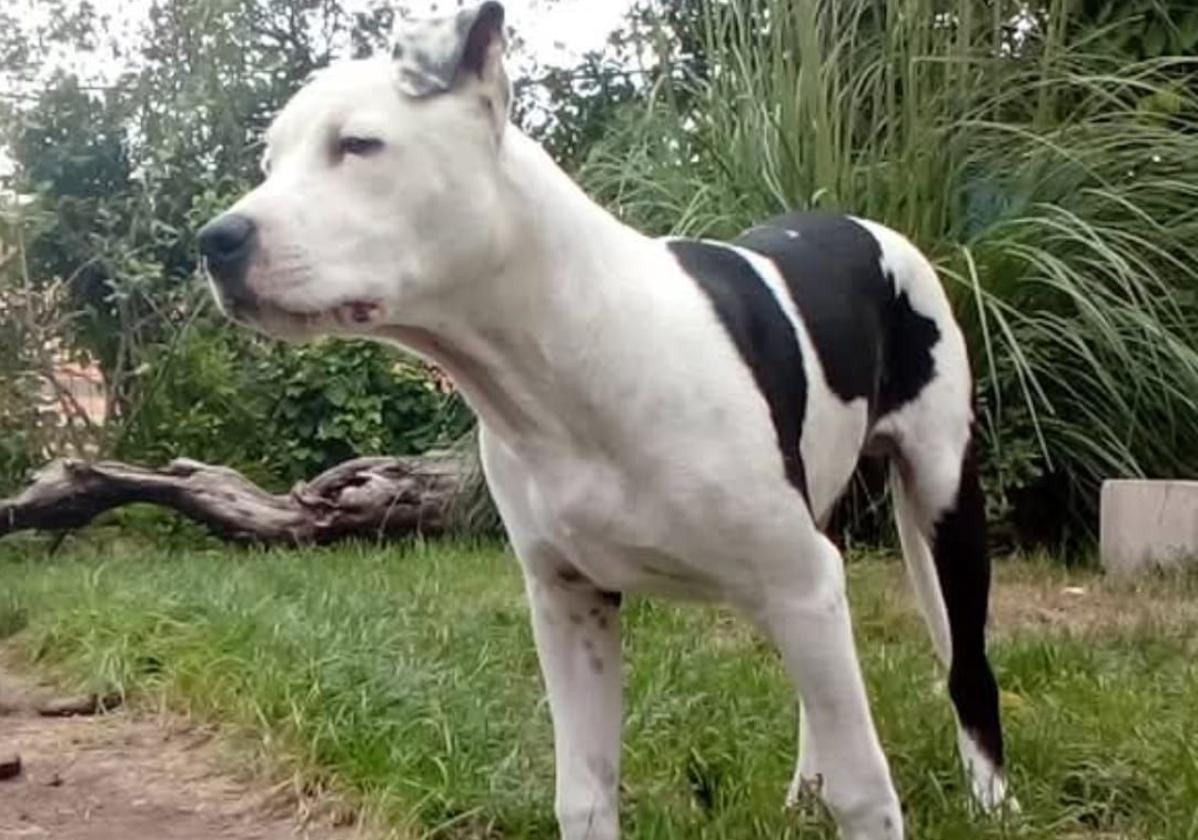Condenado a pagar 1.200 euros de multa por dejar morir de hambre a un perro