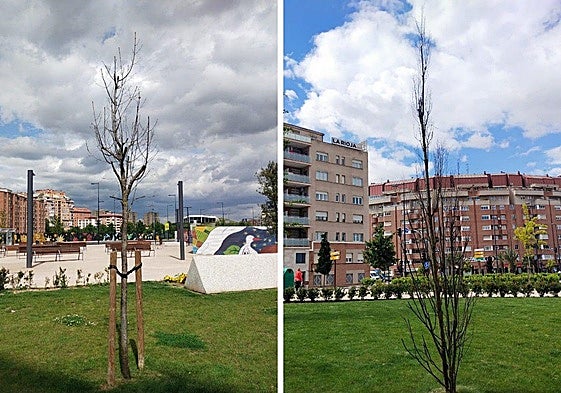 «Con árboles secos y sin pérgola no hay sombra», hoy en La Guindilla