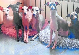 Los galgos italianos del veterinario Joaquín Laliena, la mayoría de ellos adoptados.