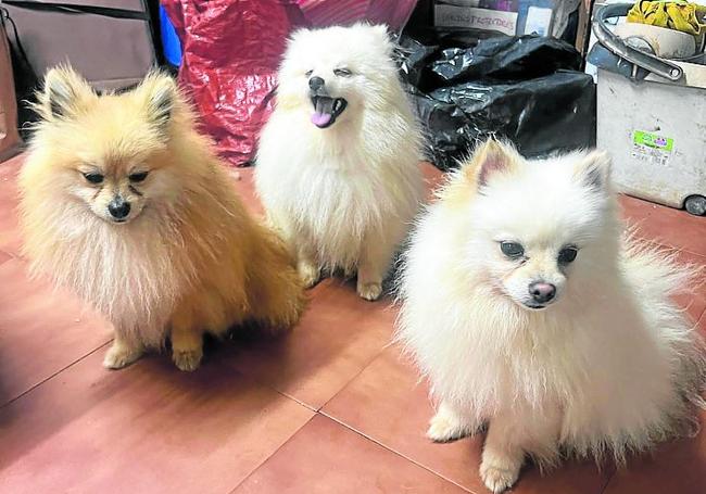 Los pomeranias en adopción en Animales Rioja.