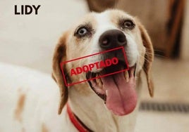 Lidy, una perra muy cariñosa y sociable que necesita un hogar