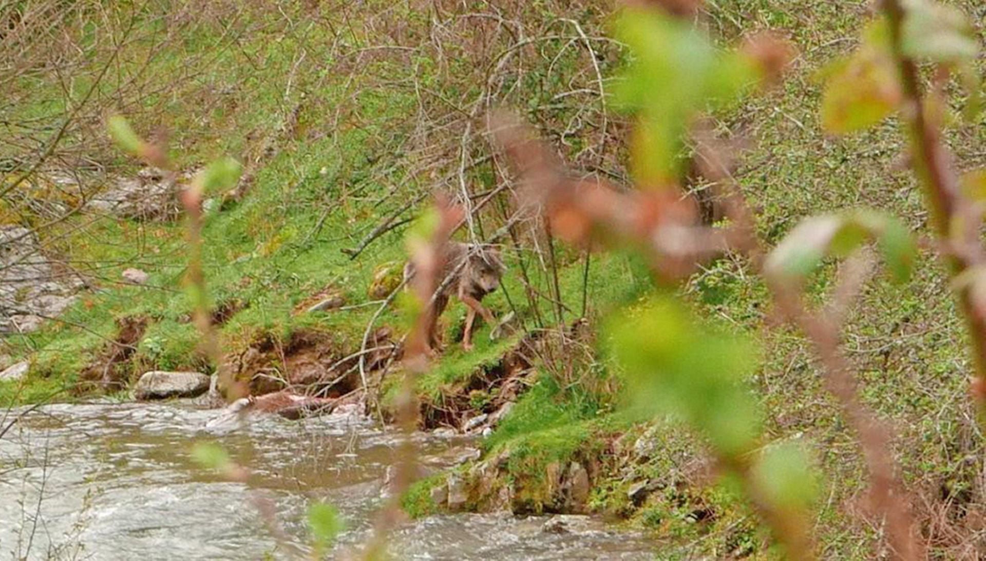 Lobo avistado junto a un arroyo del que bebió agua en Viniegra de Abajo en 2018.