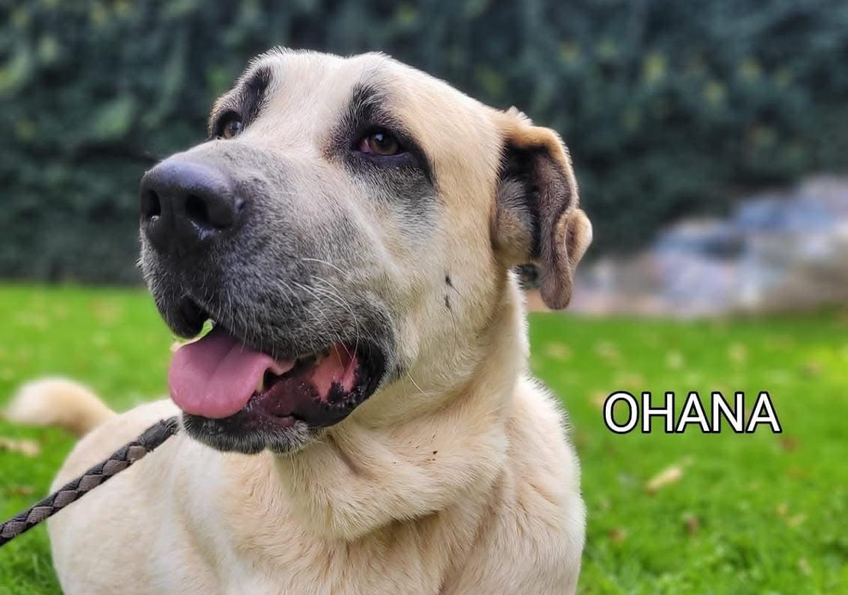 Ohana, una perrita que nunca ha tenido hogar