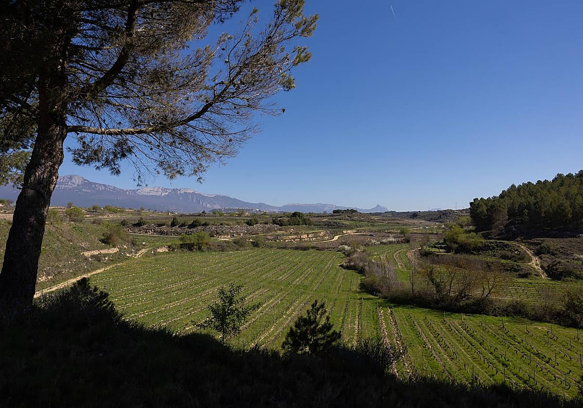 Vista de Laguardia, desde Elciego.