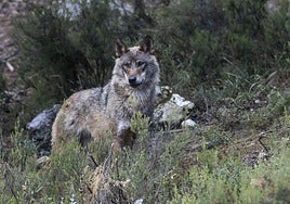 La Rioja vuelve a autorizar la caza del lobo
