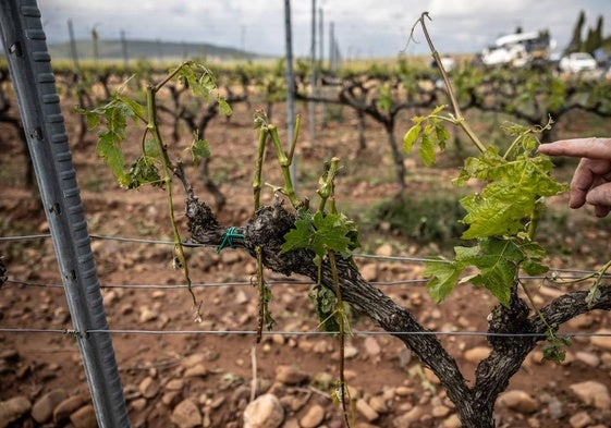 Daños en los viñedos por el pedrisco.