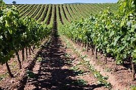 Consulta el listado provisional de las 2.028 parcelas admitidas para las ayudas de la cosecha en verde