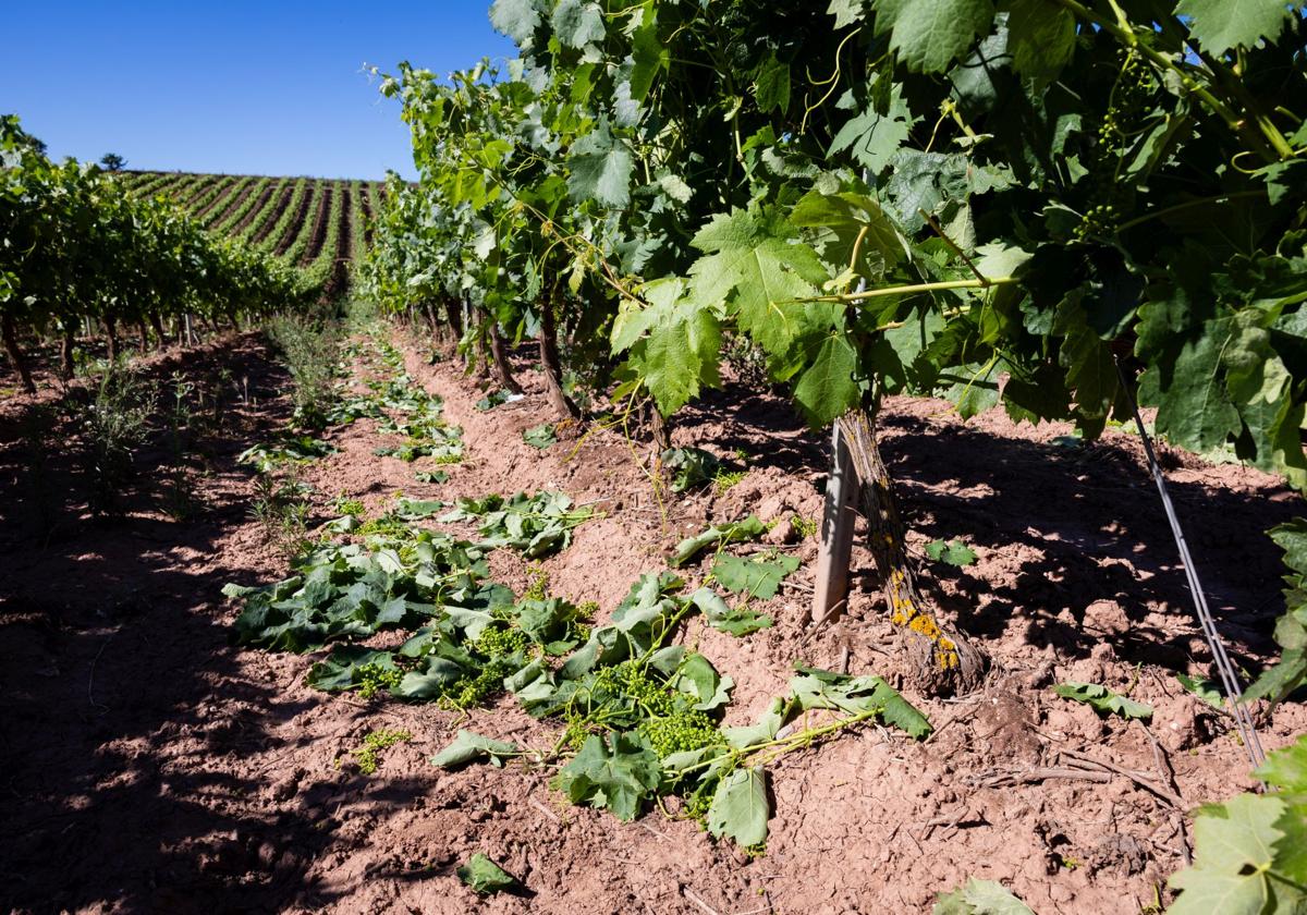 El 21% de viticultores pide ayudas a la cosecha en verde y la suma total supera los 24 millones