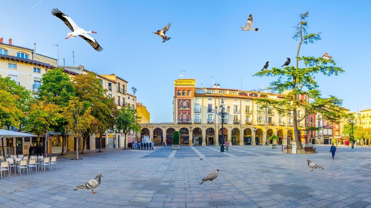 Las alas que sacuden los cielos de las ciudades