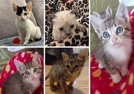 Barve, Lia, Lilo, Mosto y Stich.