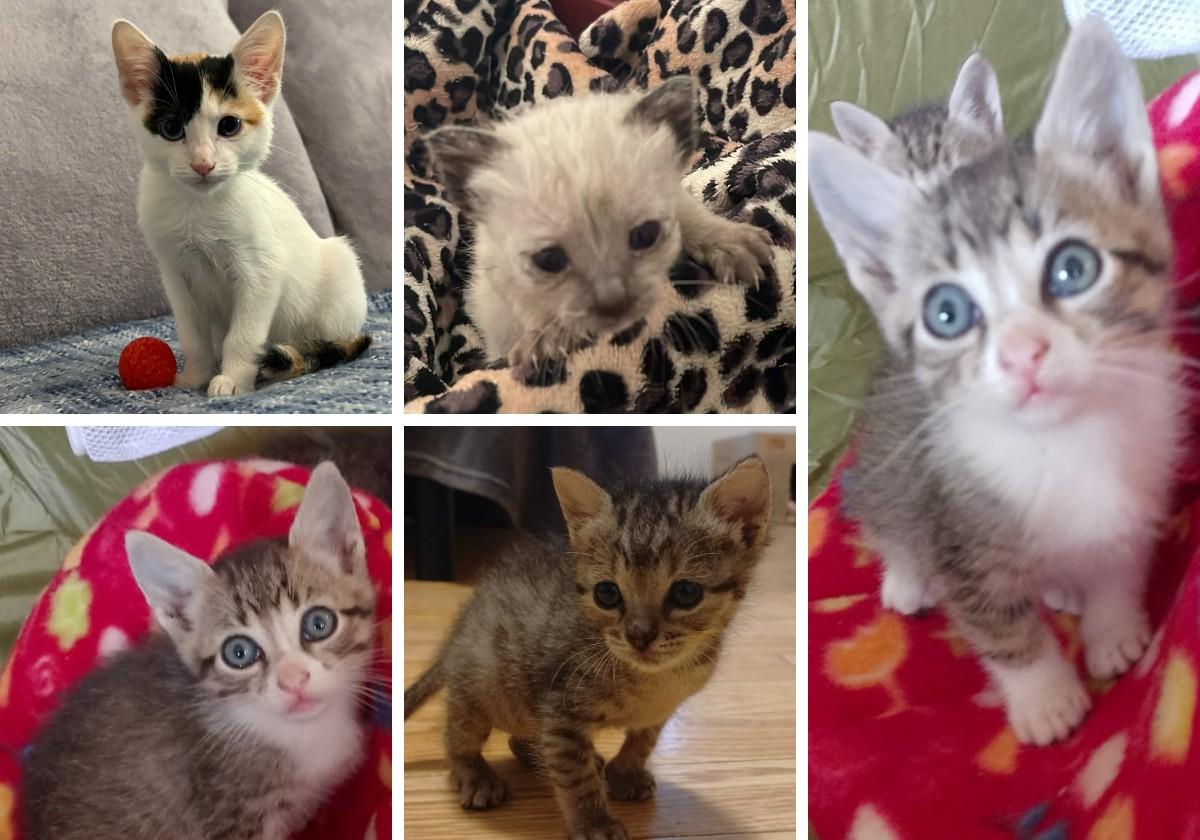 Cinco cachorros de gato de distintas camadas a la espera de un hogar