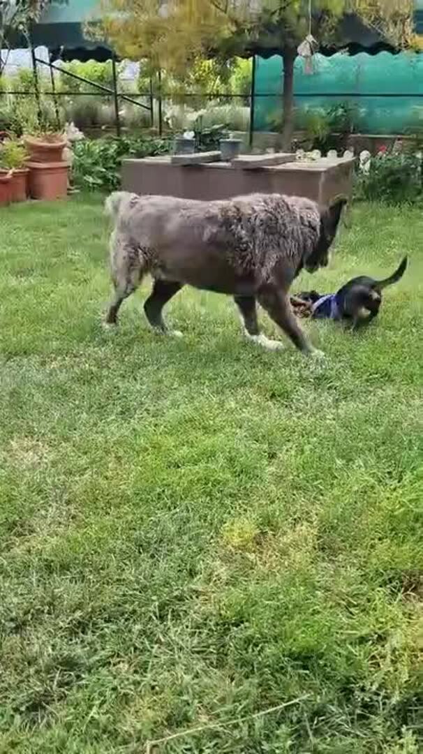 Marlon, cariñoso y juguetón, busca familia
