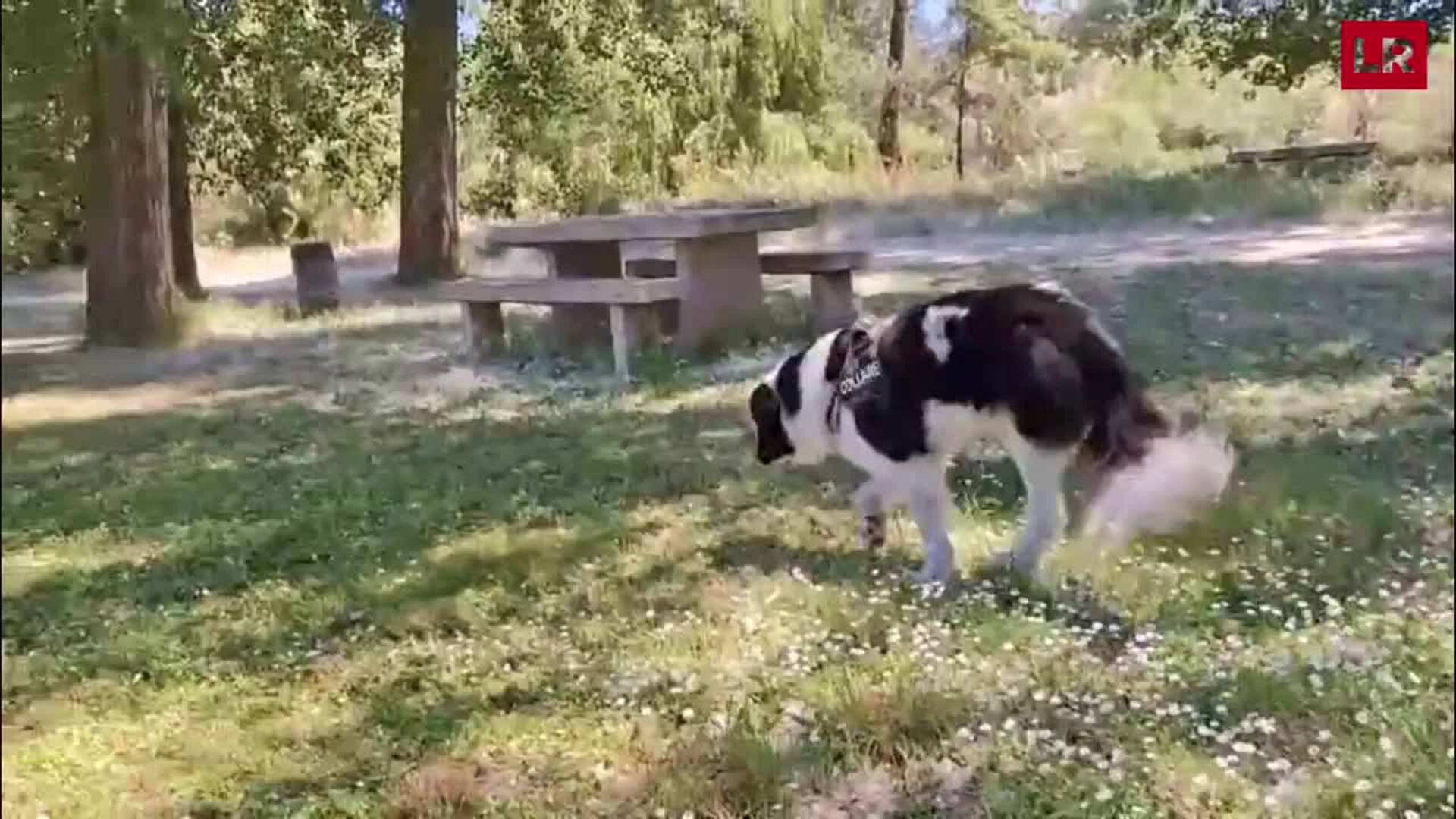 Perros con tres patas y un ojo